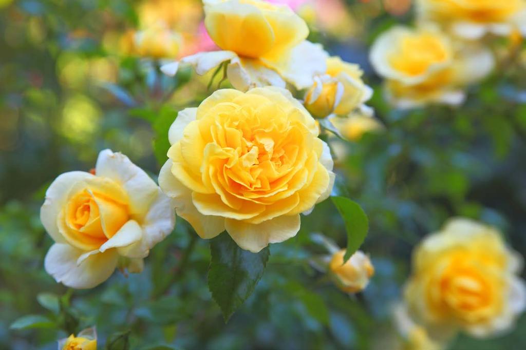 KWIATY OGRODOWE I II III IV V VI VII VIII IX X XI XII TERMINY STOSOWANIA Nawóz do róż i innych roślin kwitnących Nawozy dostosowane do wymagań pokarmowych róż i innych roślin kwitnących rosnących w