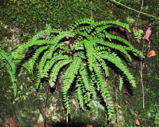 ZANOKCICA SKALNA (Asplenium trichomanes) Najczęściej można ją spotkać na wilgotnym podłożu wapiennym w szczelinach skalnych, a nawet na stromych zboczach i murach.