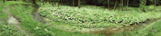Rozróżnia się dwa rodzaje liści lepiężnika: małe, łuskowate, rosnące na kwitnących łodygach i duże liście odziomkowe, które wyrastają bezpośrednio z kłączy, czyli łodyg podziemnych.