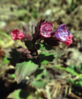 MIODUNKA ĆMA (Pulmonaria obscura) Miodunka ćma kwiaty w różnym stadium dojrzałości. Fot.