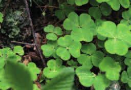 SZCZAWIK ZAJĘCZY (Oxalis acetosella) Jest drobną byliną osiągającą do 15 cm wysokości.