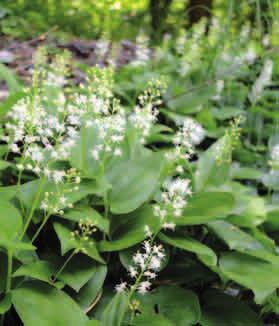 KONWALIJKA DWULISTNA (Maianthemum bifolium) W maju i czerwcu tworzy biało zielone dywany w runie lasów. Łodyga osiąga wysokość ok.