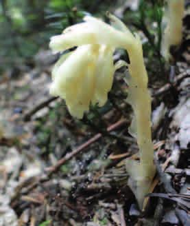 KORZENIÓWKA POSPOLITA (Monotropa hypopitys) Korzeniówka występuje w lasach iglastych.