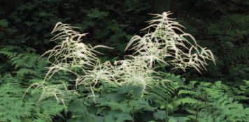 OCHRONA CZĘŚCIOWA PARZYDŁO LEŚNE (Aruncus sylvestris) Rośnie głównie w górach i na pogórzu. Jest okazałą, długowieczną byliną, która osiąga nawet 2 m wysokości.