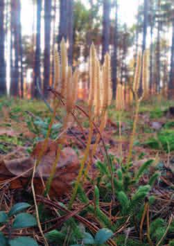 OCHRONA CZĘŚCIOWA WIDŁAK GOŹDZISTY (Lycopodium clavatum) Kłosy zarodnionośne widłaka goździstego. Fot. MK Podobnie jak skrzypy i paprocie, widłaki należą do paprotników.