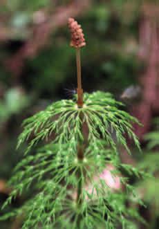 SKRZYP LEŚNY (Equisetum sylvaticum) Skrzyp leśny dojrzały pęd zarodnionośny. Fot. KM Rośnie w cienistych lasach i na ich obrzeżach, preferuje ubogie gleby.