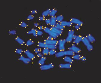 Telomery Końce chromosomów Sekwencje powtórzone (u człowieka TTAGGG) u człowieka ok.