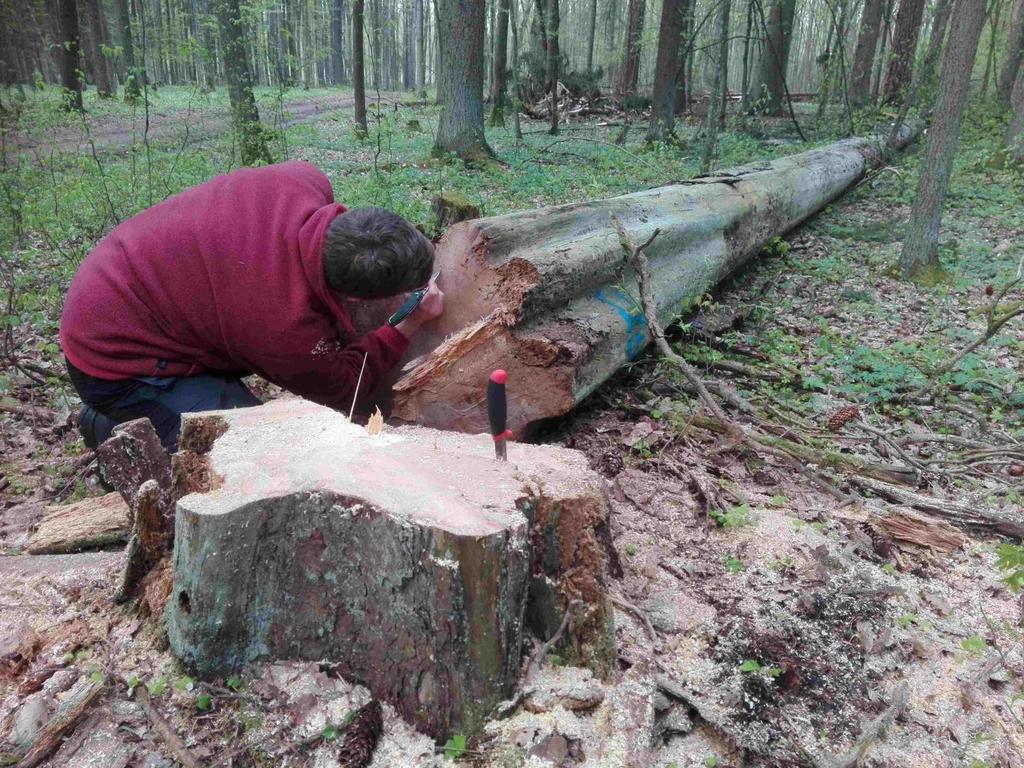 Podsumowanie Foto.: Ścięty przez Nadleśnictwo Hajnówka w 2016 r.