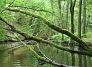 Biegnąca po malowniczych terenach rzeka Brda nie jest trudną do przebycia i doskonale sprawdza się jako trasa spływów kajakowych.