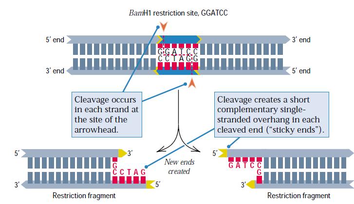 restrykcyjne używane do cięcia DNA to endonukleazy restrykcyjne klasy II rozpoznające specyficznie sekwencje 4-8 nukleotydowe w DNA.