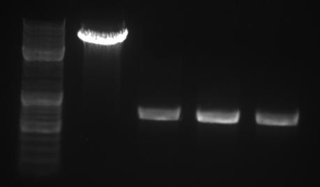 Markery DNA Wektor Produkty PCR Rys.