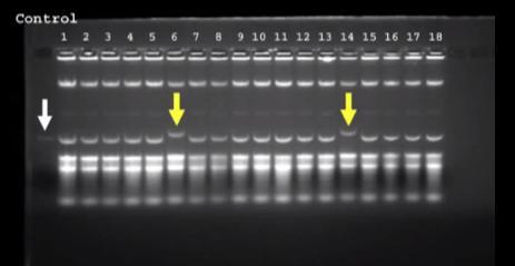 ultraczystego DNA w celu otrzymania DNA wysokiej jakości odpowiedniego do transfekcji komórek ssaczych. Rys.