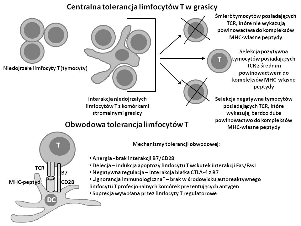 578 Nadzieja Drela limfocytów T przez antygeny własne w obwodowych narządach limfoidalnych przebiega przy udziale mechanizmów takich jak: anergia (funkcjonalna inaktywacja), delecja klonalna