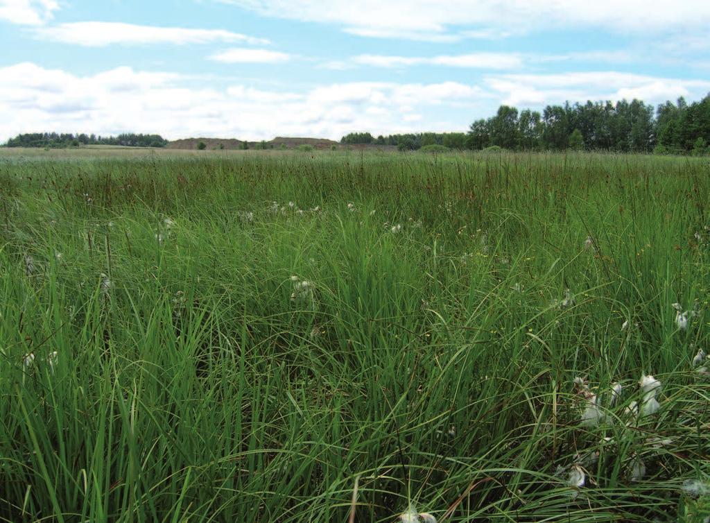 Eriophorum angustifolium (powierzchnia K) na północy kompleksu