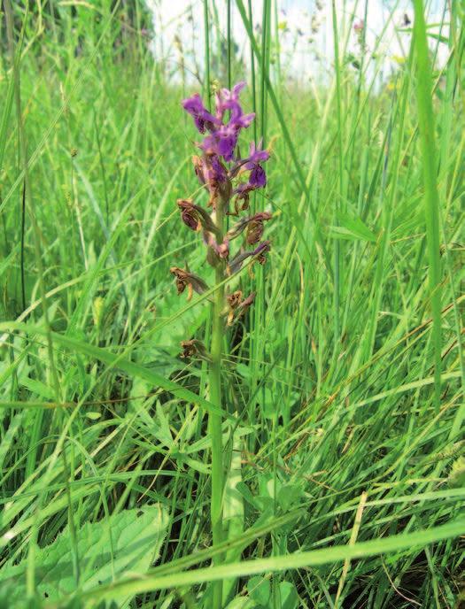 Bogata florystycznie łąka zmiennowilgotna (6410)