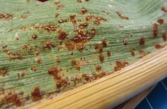 Monitorowanie zmian zdolności chorobotwórczych sprawców chorób liściowych kukurydzy (Puccinia sorghi i