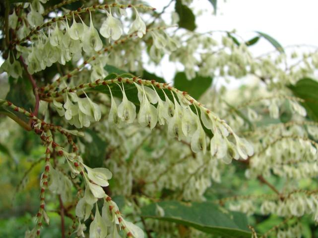 Taksony z rodzaju rdestowiec Reynoutria spp.