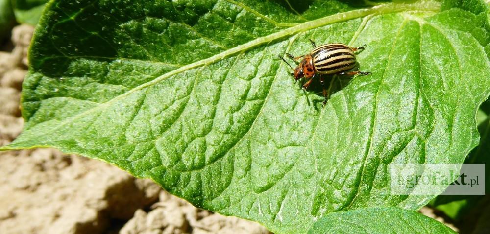 .pl https://www..pl Zwalczanie stonki ziemniaczanej: czym grozi obecność tego szkodnika Autor: Karol Bogacz Data: 15 czerwca 2017 Stonka to szkodnik, który stał się już legendą.