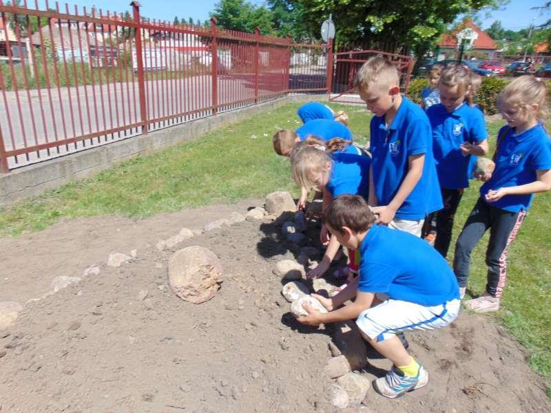 Skalniak w ogrodzie (nowość) Nasz szkolny ogródek znów wzbogacił się o kolejne roślinki. Uczniowie z kl.