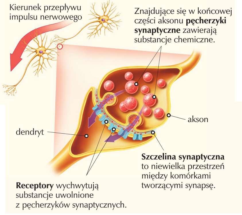 Przekazywanie bodźców Synapsa to miejsce, w którym akson jednego neuronu styka się z dendrytem drugiego neuronu lub z inną komórką.