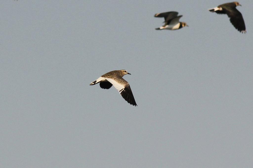 M. Sołowiej) Greater Sand Plover, Mikoszewo, May 2016 Fot. 4.