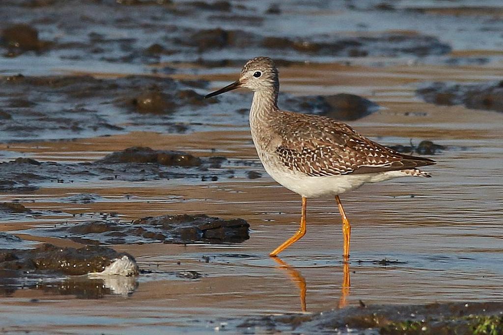 Fot. 5. Brodziec żółtonogi Tringa flavipes, Kock, listopad 2016 (fot. S. Turowski) Lesser Yellowlegs, Kock, November 2016 Lubelskie: 23.10.16. 1 juv. (foto), Łabunie, pow. zamojski (W. Michalczuk).