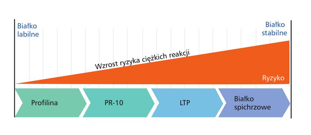 Epitopy alergenów molekularnych Epitop alergenu jest fragmentem wchodzącym w bezpośrednią interakcję z paratopem, czyli miejscem wiążącym swoistego przeciwciała.