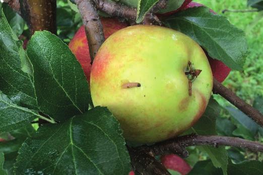 Nawet śladowe objawy obecności tego gatunku w sadzie czy na owocach są przyczyną wyeliminowania partii jabłek z eksportu do Chin. Z tych m. in.