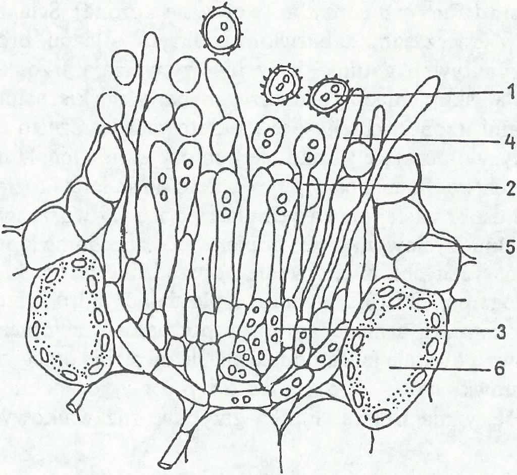 mezofilu okresu wegetacyjnego i wytwarzają zarodniki przetrwalnikowe (rys. 5).