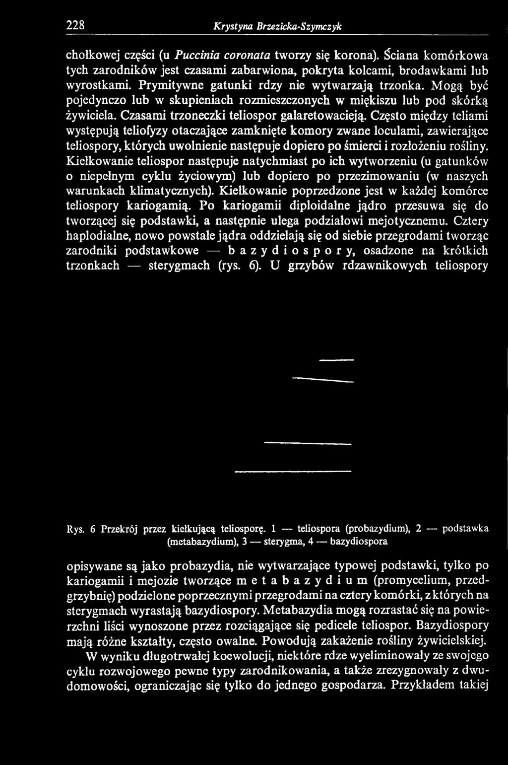 Kiełkowanie poprzedzone jest w każdej komórce teliospory kariogamią. Po kariogamii diploidałne jądro przesuwa się do tworzącej się podstawki, a następnie ulega podziałowi mejotycznemu.