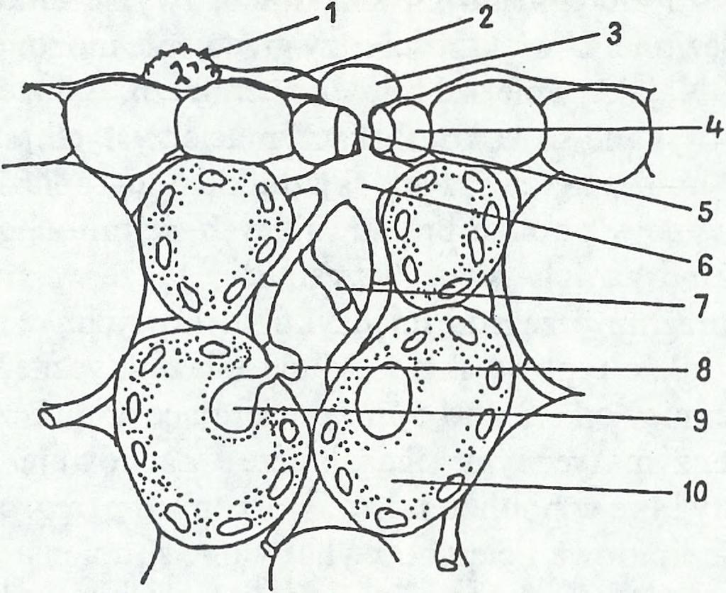 7 Schemat cyklu życiowego rdzy brunatnej Puccinia recondita od kiełkowania zarodnika do wytworzenia haustorium.