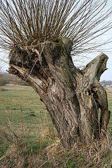 Glikozydy Monoacharydów C 2 C Salix alba Salic purpurea salicyna salicylo- -D-glukuronopiranozyd r.