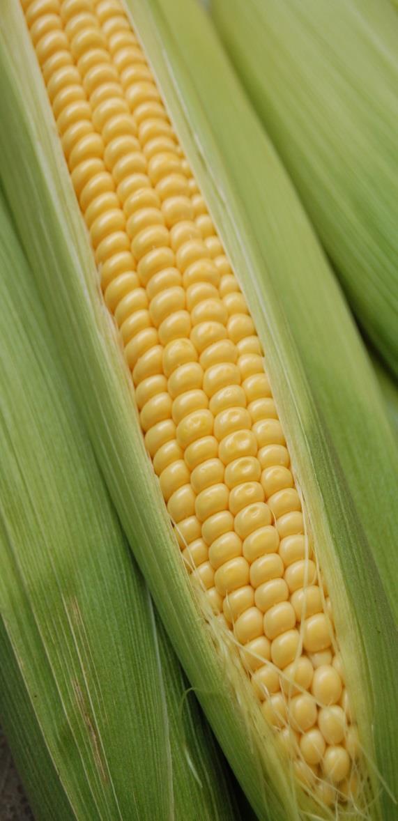 Autoryzowane GMO w EU żywność i pasze Kukurydza 27 zdarzeń transformacyjnych Odporność na szkodniki Bt11 (cry1ab) MON810 (cry1ab) MON863 (cry3bb1) MON863 x MON810 Tolerancja na herbicydy