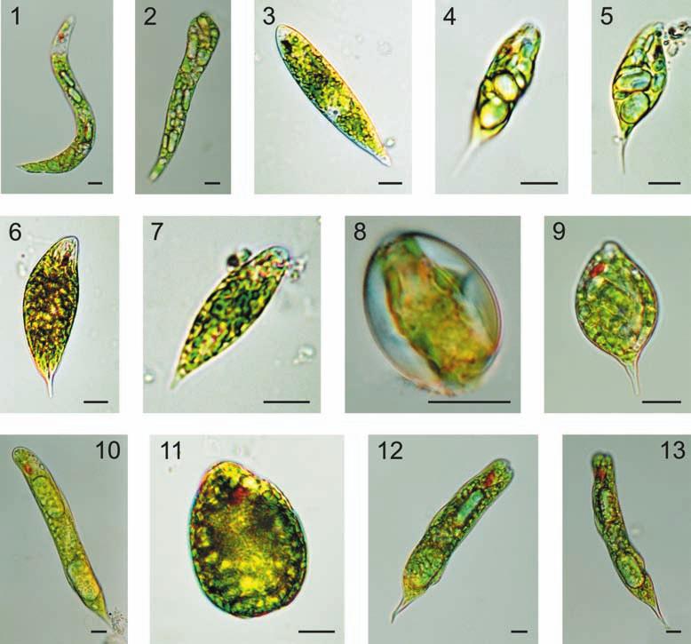 148 Fragm. Flor. Geobot. Polonica 16(1), 2009 (STARMACH 1980). Odnotowano także wystęowanie zielenicy Actinotaenium dilosorum var. dilosorum (Ryc.