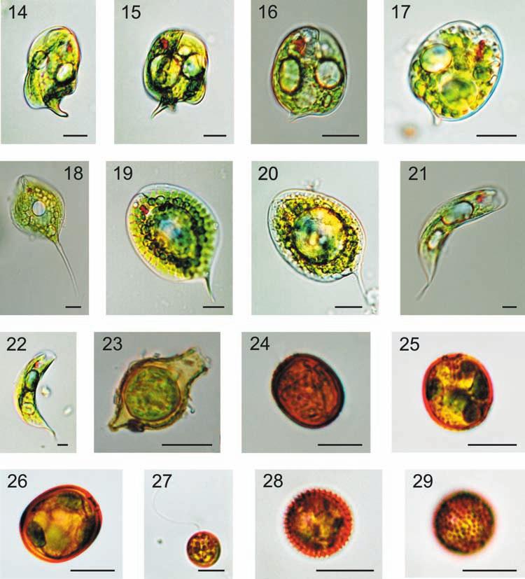 K. Wołowski & J. Kowalska: Eugleniny w Ogrodzie Botanicznym UJ 149 Ryc. 14 29 (Figs 14 29). 14 15. Phacus contortus, 16 17. Ph. curvicauda, 18. Ph. longicauda, 19 20. Ph. orbicularis, 21 22. Ph. raciborskii, 23.