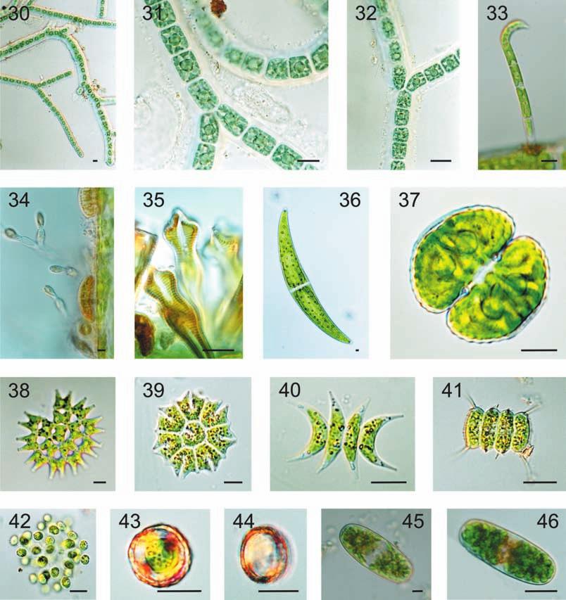 152 Fragm. Flor. Geobot. Polonica 16(1), 2009 Ryc. 30 46 (Figs 30 46). 30 32. Chroodactylon ornatum, 33. Uronema intermedium, 34. Phaeothamnion oly chrysis, 35. Gomhonema acuminatum, 36.