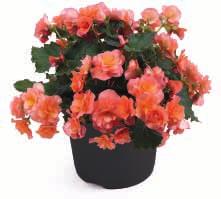 wolniejszy wzrost - Vigorous Red poszukiwana, mocna barwa kwiatów, intensywny wzrost Vigorous Red Begonia Begonia