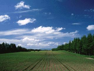 Łatwe fotografowanie Umożliwia fotografowanie z minimalną liczbą niezbędnych funkcji. Rozmiar tekstu zostaje zwiększony, a wskaźniki stają się bardziej czytelne.