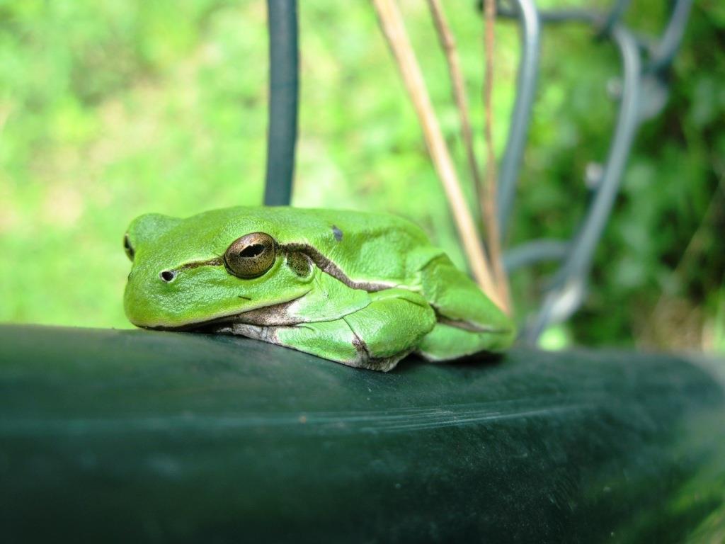 ocena skuteczności wykorzystania 10 przejść dla płazów i drobnych zwierząt, ocena skuteczności zastosowanych wygrodzeń herpetologicznych oraz wygrodzeń ochronno naprowadzających, monitoring