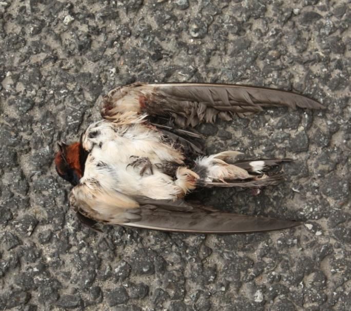 Wyniki monitoringu śmiertelności śmiertelność obejmująca głównie ptaki oraz te ssaki, dla których wygrodzenia nie stanowią skutecznej bariery przed wchodzeniem w pas autostrady wskazuje na