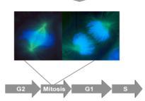 Cykl życiowy komórki Ćwiczenie: 2 Kariokineza mitotyczna i mejotyczna Cykl życiowy komórki obejmuje: podwojenie swojej zawartości podział na dwie nowe komórki Molekularne aspekty cyklu komórkowego