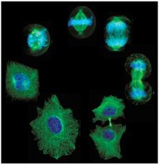 1 roku Cykl życiowy komórki Cztery fazy : Faza M mitoza + cytokineza Faza I intrefaza, okres pomiędzy jedną a drugą fazą M; komórka zwiększa swoje rozmiary Faza S - faza syntezy DNA; replikacja