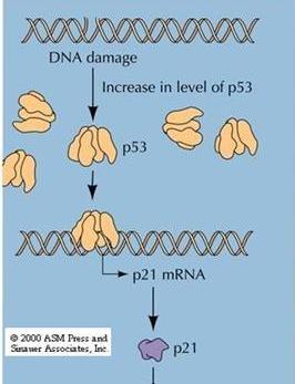 - zatrzymanie cyklu RB - gen supresorowy - nazwa białka RB pochodzi od siatkówczaka (retinoblastoma), Uszkodzone DNA wzrost poziomu białka p 53 gdy brak białka p53: zachodzi nieograniczona replikacja