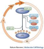 nowotworowe; - gen zmutowany w wielu typach nowotworów człowieka - zapobiega podziałowi komórki przez zatrzymanie cyklu w fazie G1 - RB należy do rodziny białek "kieszeniowych" wiąże bowiem inne