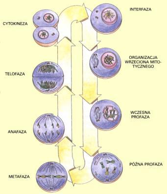 wzrasta fosforylacja histonów H1) b) chromosomy zaczynają być