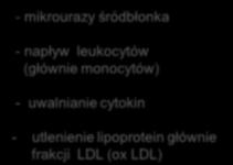 gładkich w błonie wewnętrznej - transformacja monocytów w makrofagi i