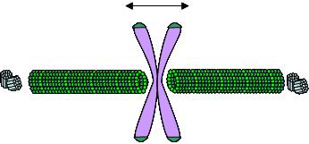 białkowe zwane kinetochorami b) chromosomy ustawiają się w