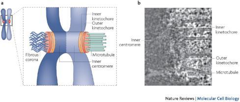 MT kinetochorowe Ruch chromosomów Telofaza a) dwa zespoły