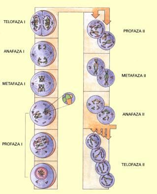 Cytokineza cytoplazma dzielona jest na dwie części przez pierścień kurczliwy zbudowany z filamentów aktyny i miozyny Mejoza Mejoza jest to podział jądra komórkowego (kariokineza), podczas którego