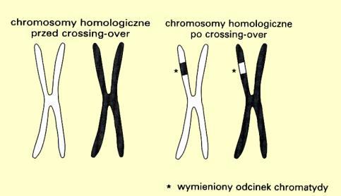 Profaza I 4. diploten (diplos podwójny) - pary chromatyd chromosomów siostrzanych rozchodzą się, ale pozostają złączone w punktach zwanych chiazmami.